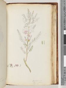 Page 190. Melaleuca thymifolia / Miel de thym, myrte - Unknown artist