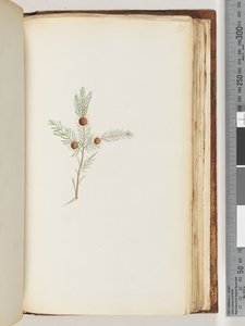 Page 191. Plante non identifiée - Unknown