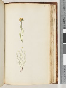 Page 194. Plante non identifiée - Unknown artist
