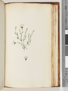 Page 196. Plante non identifiée - Unknown artist