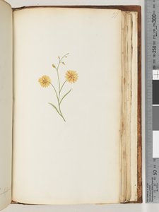 Page 197. Plante non identifiée - Unknown