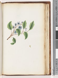 Page 199. Plante non identifiée - Unknown