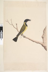 Page 19. Avril. taille naturelle Siffleur doré Pachycephala pectoralis, mâle, 1791-92 - Unknown artist