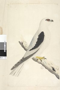 Page 1. Faucon, aperçu en août. Taille naturelle. Milan à épaulettes noires Elanus axillaris Elanus notatus, 1791-92