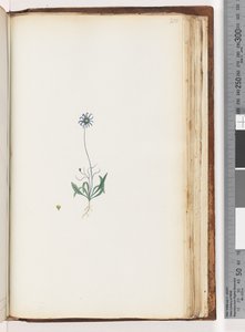Page 200. Plante non identifiée - Unknown