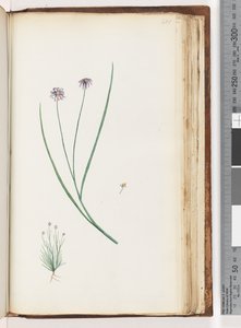 Page 201. Plante non identifiée - Unknown artist