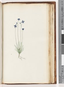 Page 202. Plante non identifiée - Unknown