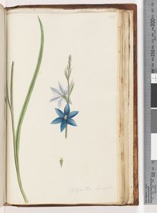 Page 204. Thelymitra ixiodes / Orchidée du soleil tachetée - Unknown artist