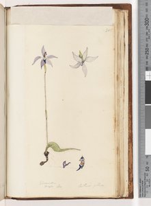 Page 205. Glossodia. Arethusa pilosa / Orchidée à lèvres de cire - Unknown artist