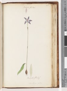 Page 206. Verso des pétales. Verso de la feuille. Arethusa pilosa / Orchidée à lèvres de cire - Unknown artist