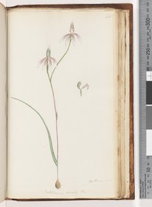 Page 208. Arethusa certe? Caladenia carnea / Orchidée doigts roses - Unknown artist