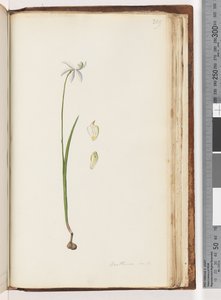 Page 209. Arethusa certe? - Unknown artist