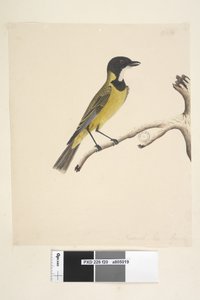 Page 20. Taille réelle. Avril Siffleur doré Pachycephala pectoralis, mâle, 1791-92 - Unknown artist