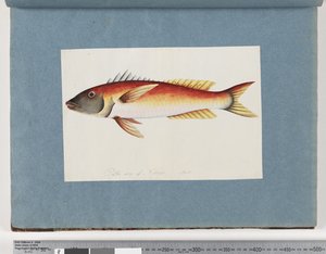 Page 20. Poisson non identifié