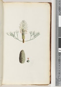 Page 20. Plante non nommée - Unknown artist