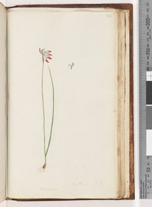 Page 210. Arethusa certe? / Caladenia - Unknown artist