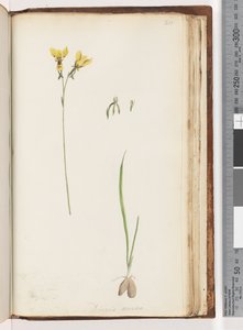 Page 211. Forme de Diuris aurea / Orchidée âne doré - Unknown artist