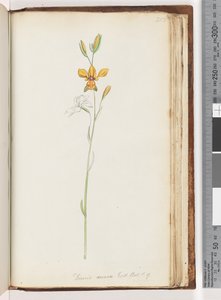 Page 213. Diuris aurea. Exot. Bot. t. 9. Orchidée âne dorée - Unknown artist
