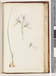 Page 214. Diuris elongata Saracty? Orchidée âne pourpre - Unknown