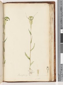 Page 215. Pterostylis op / viridis - Unknown artist