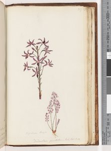 Page 217. Dipodium Brown / Dendrobium punctatum. Exot. Bot. t. 12. / Orchidée jacinthe - Unknown artist
