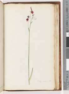 Page 218. Caleya major Br. / Orchidée canard volant - Unknown artist