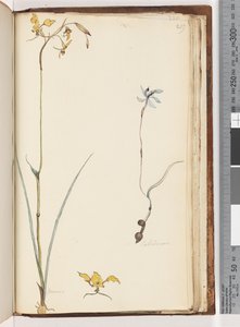 Page 219. Caladenia / Diuris deux plantes - Unknown artist