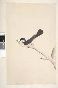 Page 21. Musciopa. Taille naturelle Moucherolle inquiet Myiagra inquieta Seisura inquieta, 1791-92 - Unknown artist