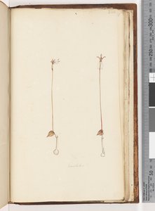 Page 220. Enochelus ? - Unknown
