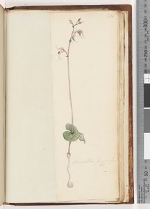 Page 221. Acianthus fornicatus Br / Pixie Caps - Unknown artist