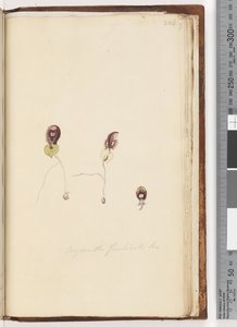 Page 226. Corysanthes fimbriata Br / Orchidée casque frangé