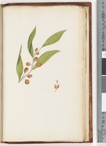 Page 227. Plante non identifiée - Unknown