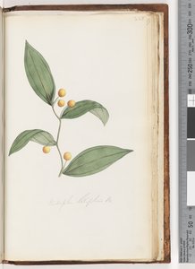 Page 228. Eustrephus latifolius / Baie de wombat