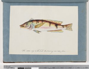 Page 22. Poisson non identifié