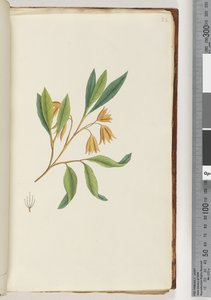 Page 22. Plante non identifiée - Unknown artist