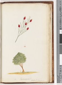 Page 230. Exocarpus? Billard: voyage / La cerise de Nouvelle-Galles du Sud - Unknown