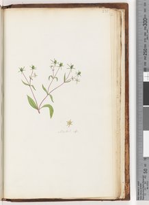 Page 231. Madia sp - Unknown artist