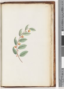Page 232. Plante non identifiée - Unknown artist