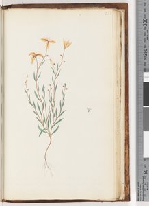 Page 233. Plante non identifiée - Unknown