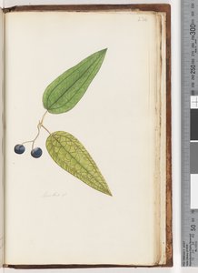 Page 234. Smilax sp / Salsepareille douce - Unknown artist