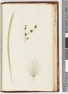 Page 234a. 1/4 Plante non identifiée - Unknown artist