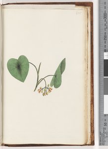Page 235. Plante non identifiée - Unknown artist