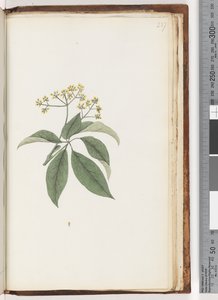 Page 237. Plante non identifiée - Unknown artist