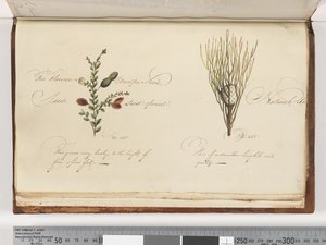 Page 238. Plante non identifiée