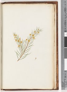Page 239. Plante non identifiée - Unknown artist