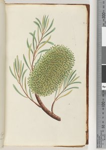 Page 23. Plante à fleurs non nommée - Unknown artist