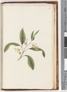 Page 240. Plante non identifiée - Unknown artist