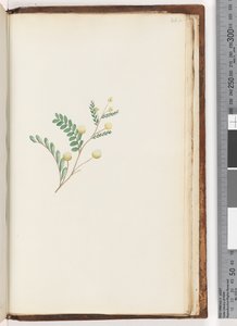 Page 242. Plante non identifiée - Unknown artist