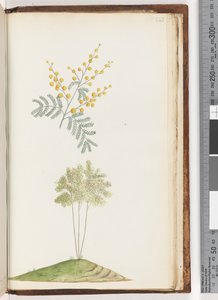 Page 243. Plante à fleurs sans nom - Unknown artist