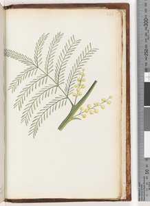 Page 244. Plante non identifiée - Unknown